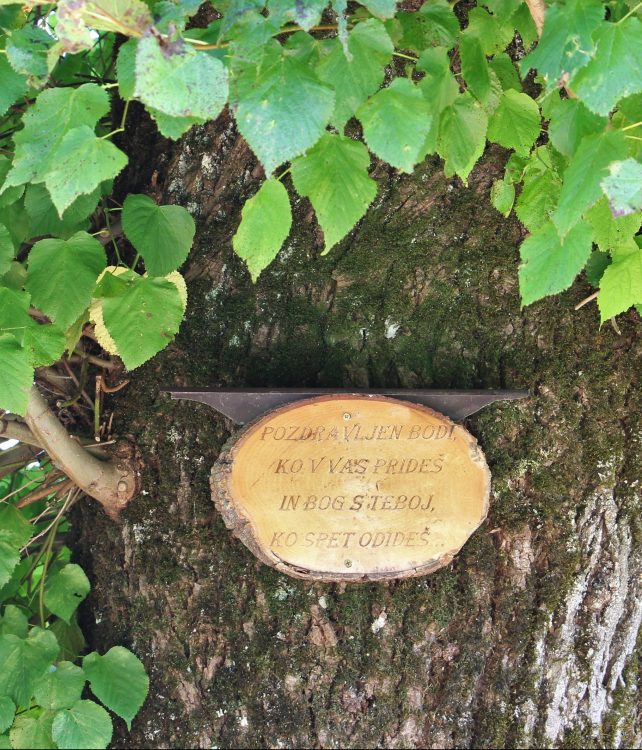 lipa Šmarata detajl by BK