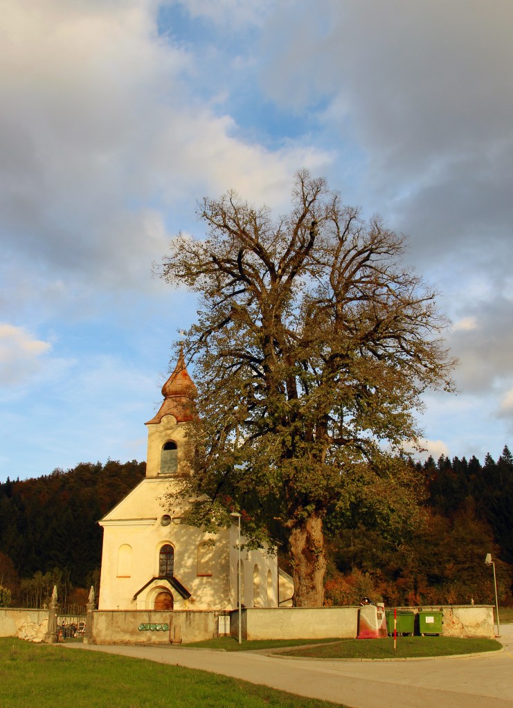 lipa pri sv. ROku Lož by Borut K
