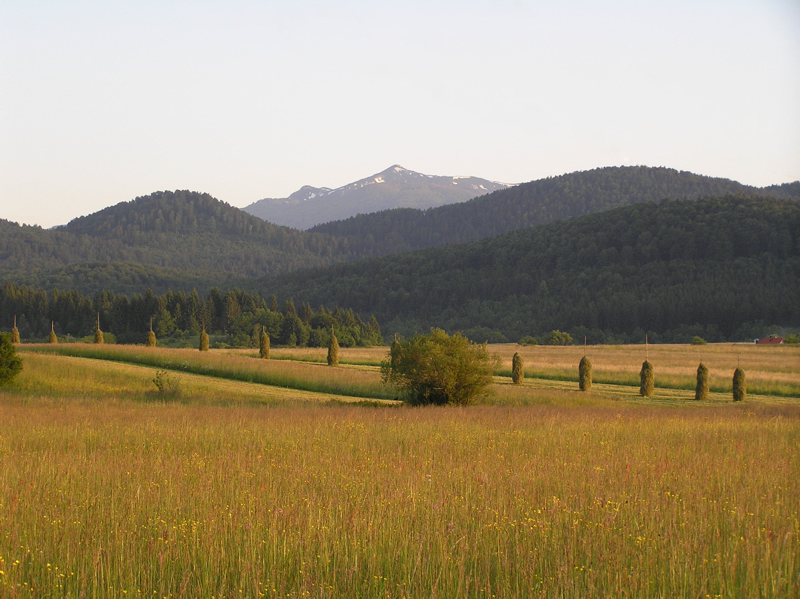 Ostrnice na polju, v ozadju Snežnik