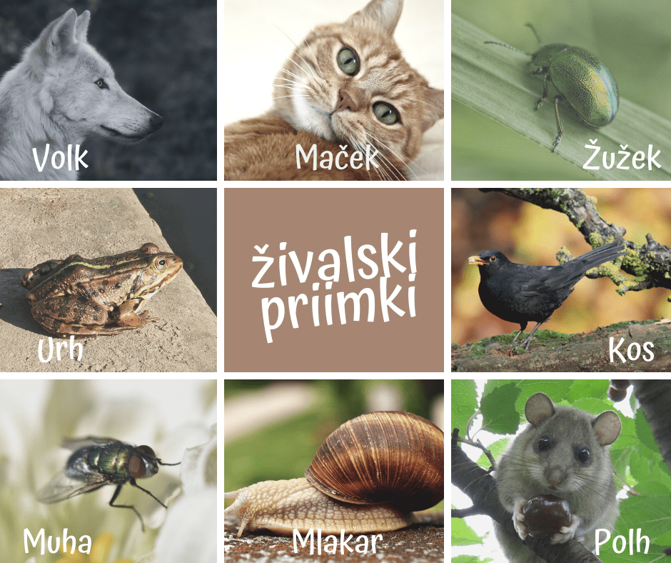 živalski priimki v slikah Notranjska