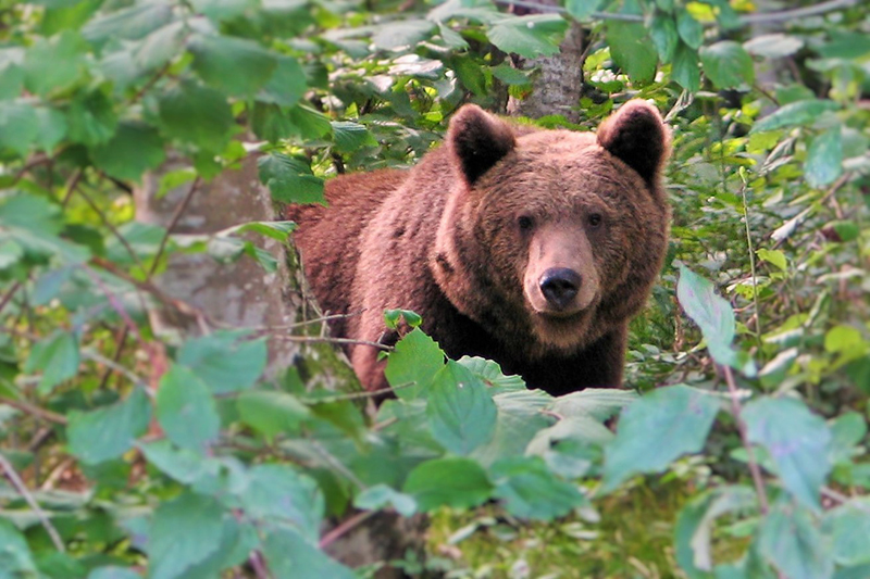 iz-oci-v-oci-z-medvedom-2006-by-bk