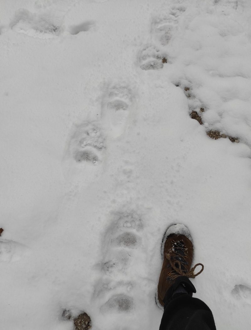 po medvedovih stopinjah