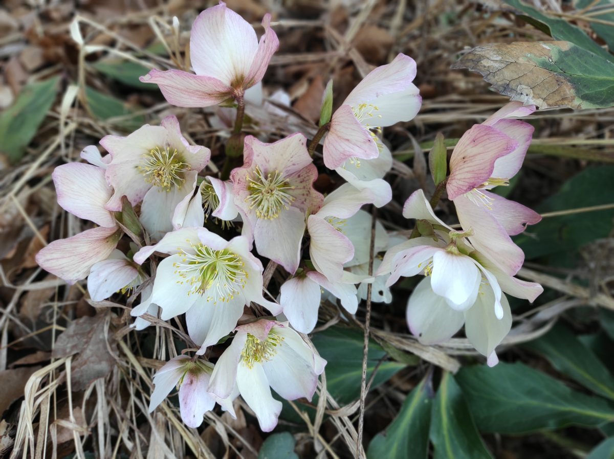 Slepice – znanilke&nbsp;pomladi