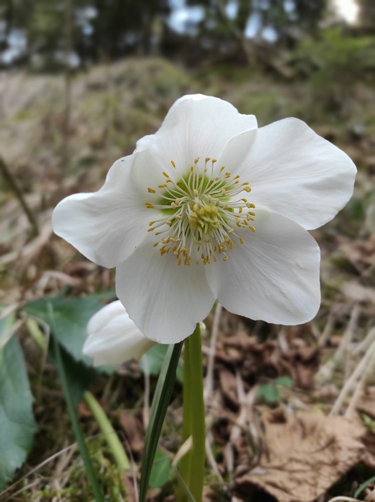 snežno bel črni teloh