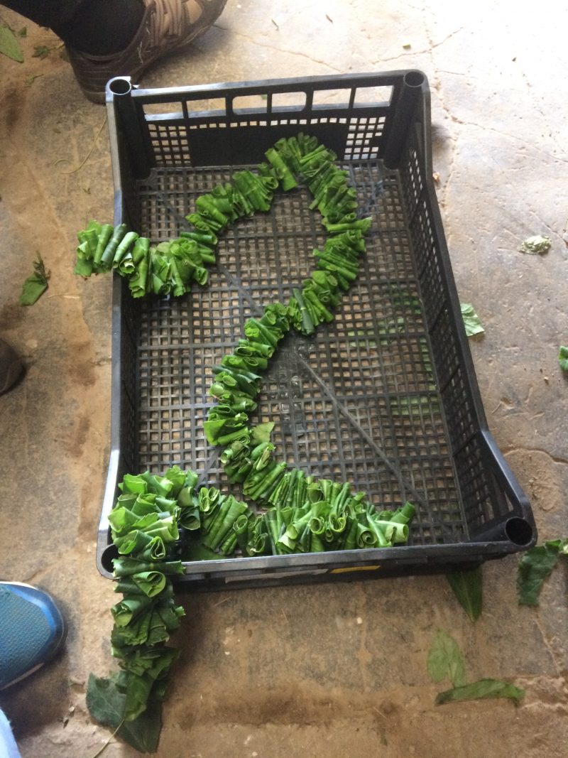 pletenje vencev iz slepic