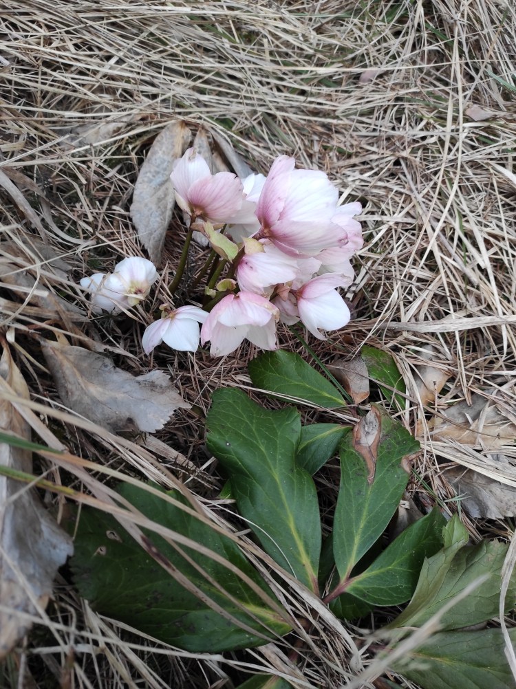 črni teloh ali slepice